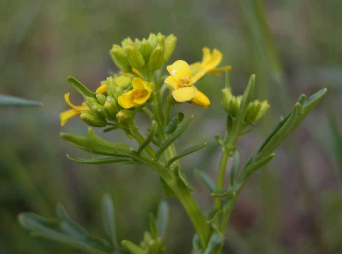 Winter Cress, Spring flower